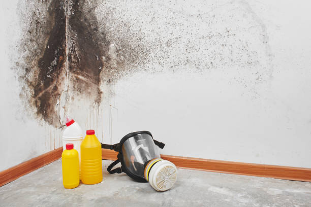 Best Affordable Mold Removal  in Lynchburg, VA
