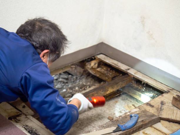 Office Mold Removal Services in Lynchburg, VA