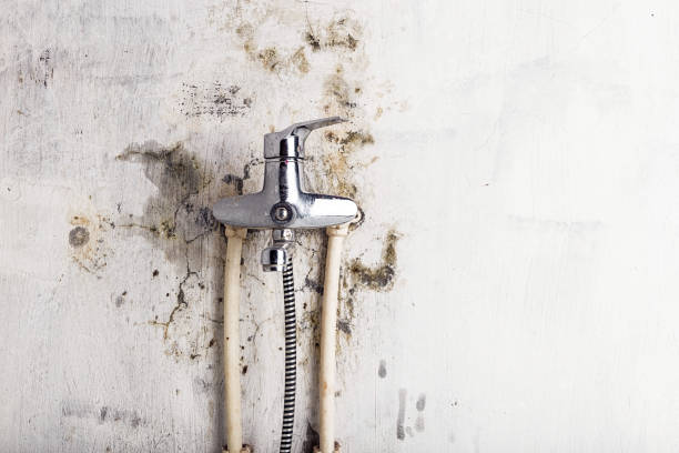 Best Certified Mold Removal  in Lynchburg, VA