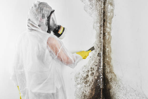 Best Toxic Mold Removal  in Lynchburg, VA