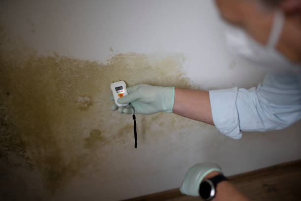 Best Toxic Mold Removal  in Lynchburg, VA