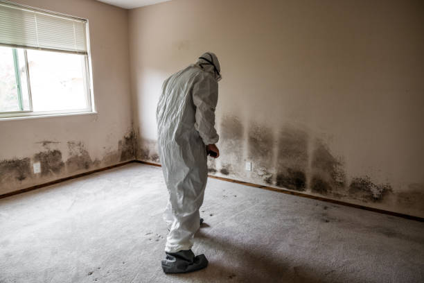 Best Office Mold Removal Services  in Lynchburg, VA