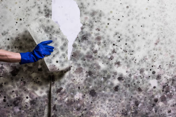Best Mold Damage Repair  in Lynchburg, VA