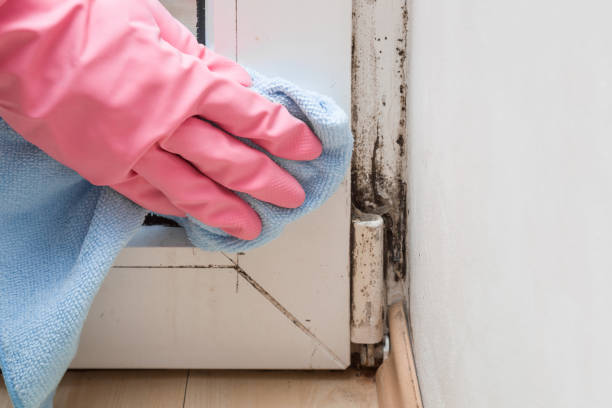 Best Office Mold Removal Services  in Lynchburg, VA
