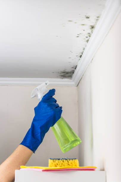 Best Residential Mold Removal  in Lynchburg, VA