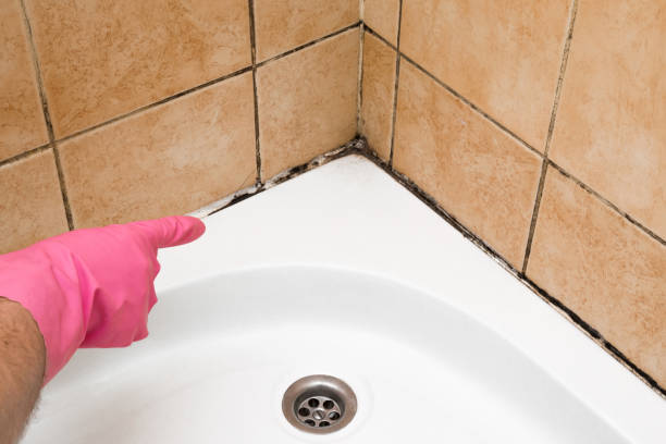 Best Attic Mold Removal  in Lynchburg, VA